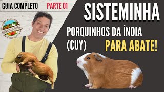 Porquinhos da índia para Abate no Sisteminha  Parte 01 [upl. by Enerual784]