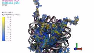 Nucleosome Structure Hydrophobic Surface and Charges [upl. by Merta400]