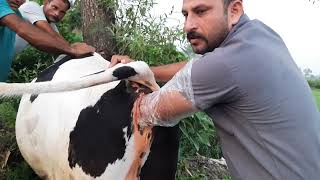 Dystocia in Cattle  Breech Presentation in cow and buffalo Advanced Gestation Dr Ashwani Bassan [upl. by Trebleda]