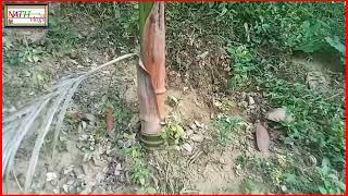 hybrid betel nut tree in assam  hybrid betel nut Bagan in assam [upl. by Takeshi]