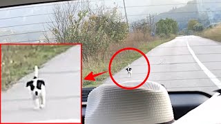 野良子犬が車を追いかけてきました。助けてもらう為に必死についてくる子犬の姿に心打たれる【感動】 [upl. by Sorce]