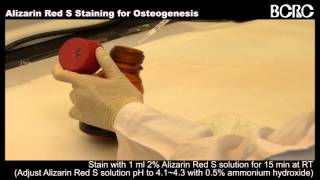 Alizarin Red S Staining for Oseogenesis [upl. by Devaney]