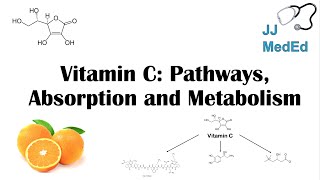 Vitamin C Why we need it dietary sources and how we absorb and metabolize it [upl. by Yleik301]