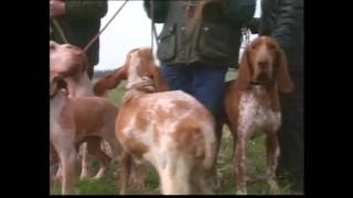 The Gun dog  Pet Dog Documentary [upl. by Simdars539]