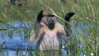 Monkeys Wading Through Water  Planet Earth  BBC Earth [upl. by Kcirneh765]