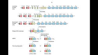 Immunogenetics part 4 [upl. by Ennovahs]