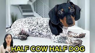 Half cow half dog [upl. by Holihs]