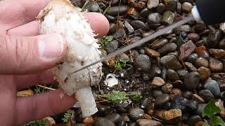 Shaggy Mane Identification [upl. by Urania]