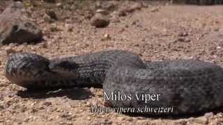 Field herping Milos island Greece Looking for the Milos viper [upl. by Pru]