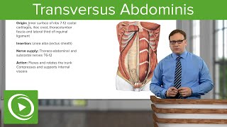 Transversus Abdominis – Anatomy  Lecturio [upl. by Orfurd]