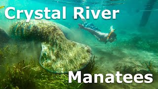 Snorkeling with Dozens of Manatees  Crystal River Florida [upl. by Rafter]