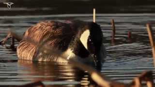 Canada Goose foraging [upl. by Norrej975]