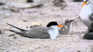 Least Tern chick eats a big meal [upl. by Eli]