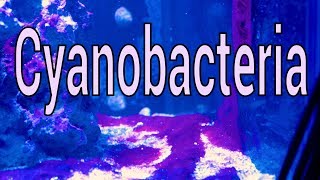 Cyanobacteria What is it How to solve it [upl. by Haididej399]