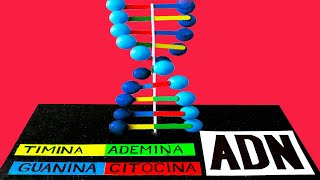 Como hacer una MAQUETA del ADN bonito y fácil [upl. by Nyltac495]