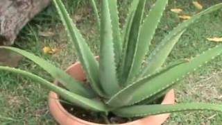 Aloes vera ou la plante aux mille vertus [upl. by Sansen]