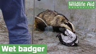 Badgers fall into swimming pool [upl. by Hsirap202]