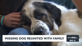 Missing Dog Reunited with Family [upl. by Dnalro]