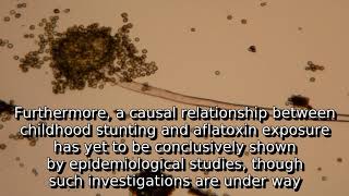 Learn about aflatoxin  what is aflatoxin [upl. by Anauqahc]