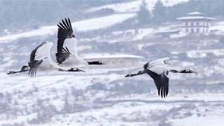 Natural World  Black necked Cranes [upl. by Galliett510]