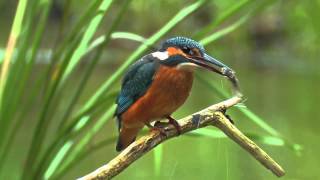 Common Kingfisher Bird catching a fish David Attenboroughs opinion [upl. by Mezoff107]