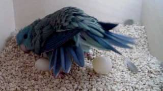 Lineolated Parakeet hen seen laying an egg [upl. by Nitz45]