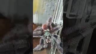 versicolor trending tarantulasoftheworld hobby [upl. by Iolande]