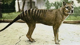 The Tragic Tale of the Tasmanian Tiger [upl. by Arriat]