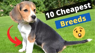 10 Most Cheapest Dog Breeds on this Planet 🐶😲 [upl. by Elmo588]