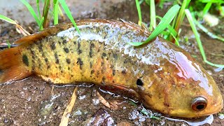 Top 5 Rain Day Fishing Video Find and Catch Climbing Perch Fish in Flowing Water Rainy Season [upl. by Ettenal]