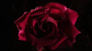 Red pink and yellow Roses opening time lapse 4K [upl. by Lehcin]