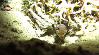 Barred Fin Moray Eel [upl. by Amathiste]