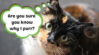 The Secret Science Behind Cat Purrs A Deep Dive [upl. by Cutter]