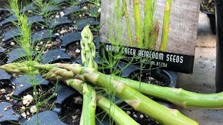 Why YOU should grow Asparagus from SEED [upl. by Frierson]