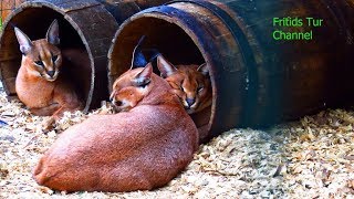 Caracal Wild Cat [upl. by Cherida406]