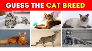 Guess the Cat Breed  Guess the Cat Breed in This Fun Quiz  CuteCatBreeds [upl. by Jehias385]