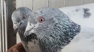 High flying pigeons  best kobutor in Bangladesh  giribaj kobutor 2018 [upl. by Hettie]