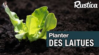 Planter des laitues au jardin [upl. by Mallon772]