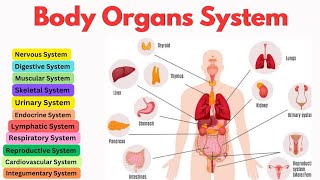 Organ Systems  Roles amp Functions  Human Body  Overview of Body Systems [upl. by Llimaj]