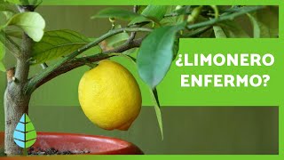 PLAGAS y ENFERMEDADES del LIMONERO 🦟🍋 Cómo Combatirlas [upl. by Nnaeirual786]