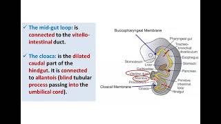 Introduction to Development of GUT Tube  Dr Ahmed Farid [upl. by Monto]