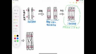 遺伝子の連鎖と乗換えと組換えって何ですの？ [upl. by Dorcea981]