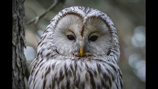 Owl turning his heads 360 degreeNature beauty [upl. by Seafowl]