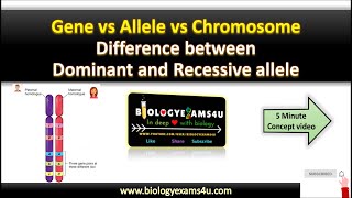 Difference between Allele Gene and Chromosomes Dominant allele vs Recessive allele with example [upl. by Hamlet]