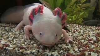 Axolotl ein wundersames Tier [upl. by Accem]