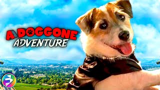 A DOGGONE ADVENTURE  Full Family Adventure Dog Movie [upl. by Lawley908]