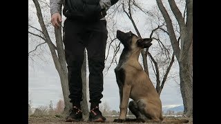 TEACHING YOUR DOG BASIC COMMANDS  BELGIAN MALINIOS [upl. by Zanas]