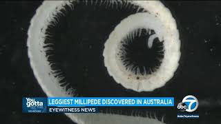 First true millipede discovered in Australia with 1306 legs [upl. by Noeled]