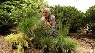 The best ornamental grasses for shade [upl. by Eillo]