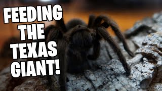 FEEDING my TARANTULA Texas Brown Tarantula [upl. by Candless]